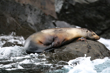 Fur Seal