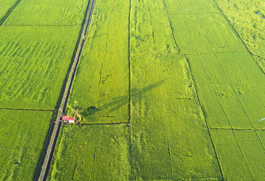 arial view of green paddy field on east asia during sunrise.