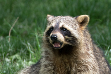 Fototapeta premium Waschbär