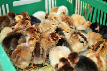 Little cute baby birds in incubator