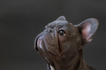 French bulldog studio