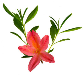 red rhododendron with green leaves isolated on white background 