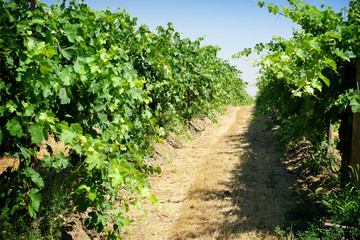 Fototapeta na wymiar Row of vineyard grapes
