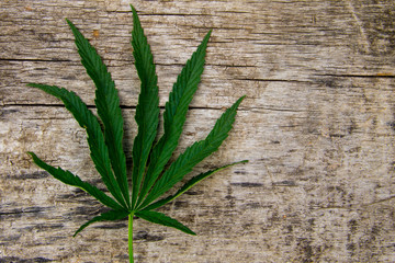 Green cannabis leaf on wooden background