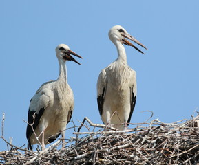 Young white stork in nest, ciconia ciconia 