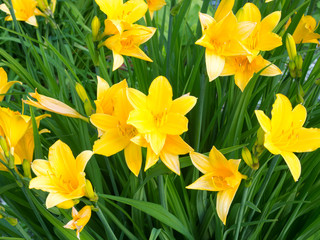 The daylily Flowers (Hemerocallis lilioasphodelus) during sunset.