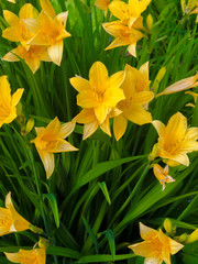  The daylily Flowers (Hemerocallis lilioasphodelus) during sunset.