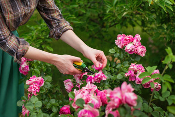 Fototapeta na wymiar Girl prune the bush (rose) with secateur in the garden