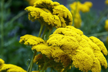 Yarrow Achillea Filipendulina Flower © Andrii