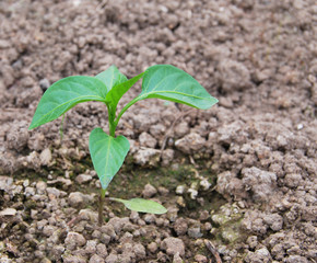 Green sprout of Bulgarian sweet pepper in the greenhouse