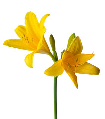 A daylily is a flowering plant in the genus Hemerocallis isolated on a white background. Hemerocallis lilioasphodelus