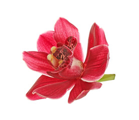 Beautiful tropical flower isolated on white