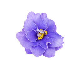 purple violet highlighted on white background