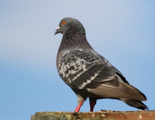 pigeon