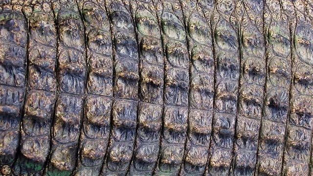 crocodile skin closeup