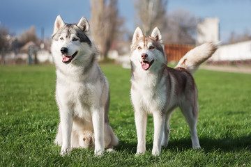 A pair of Siberian husky