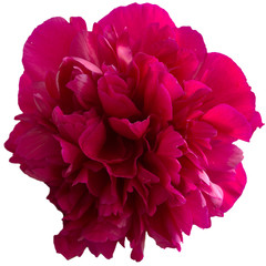 red peony isolated on white background