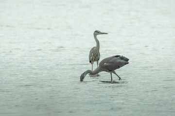 Graureiher beim Jagen