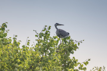 Grey Heron on tree