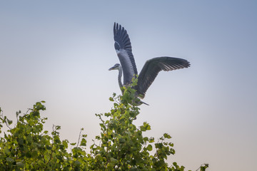 Graureiher auf dem Baum
