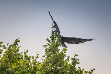 Grey Heron on tree