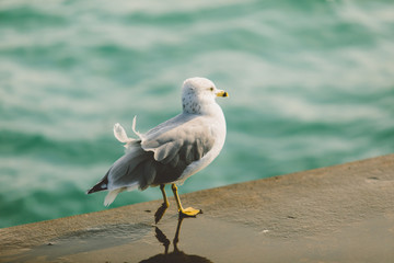 Seagull In Chicago