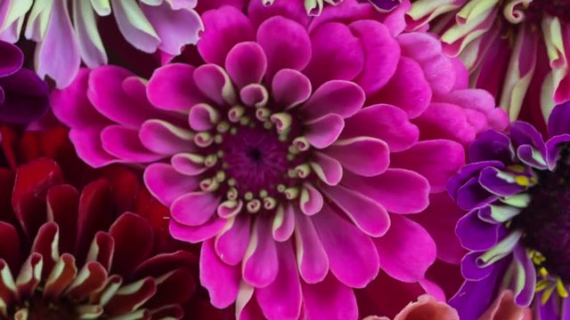 Zinnia Flowers Blooming. A Compilation of Three 8-Second Time Lapse Clips.