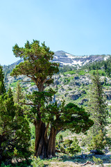 Fototapeta na wymiar Mountain with Glacier in the summer at California