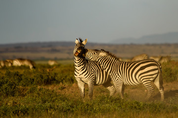 Fototapeta na wymiar zebras interacting