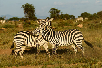 Fototapeta na wymiar zebras interacting