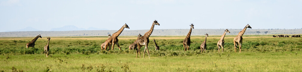 Giraffe panorama