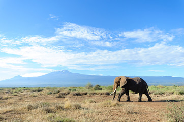 Fototapeta na wymiar Elephant and kilimanjaro