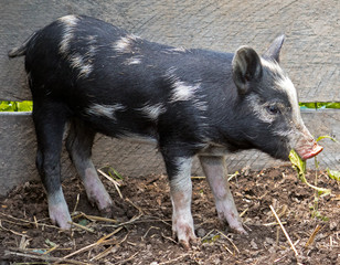 Ossabaw Island Hog