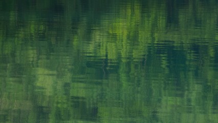 水面に写り込む森の緑