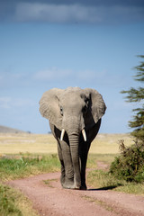 Fototapeta na wymiar Elephant walking on road