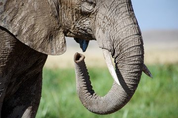 Elephant trunk curl