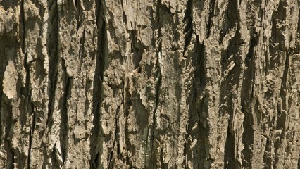 樹皮のテクスチャ