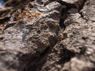 Cambodia, Ant, Colony