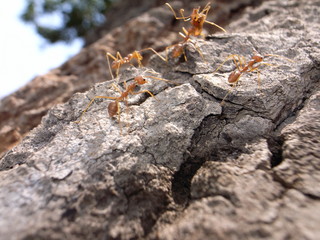Cambodia, Ant, Colony