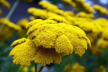 Yarrow Achillea Filipendulina Flower