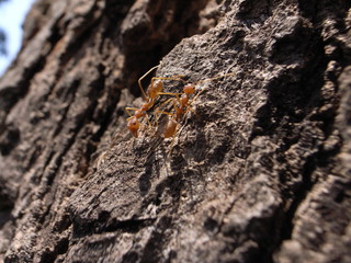 Cambodia, Ant, Colony, ヒアリ