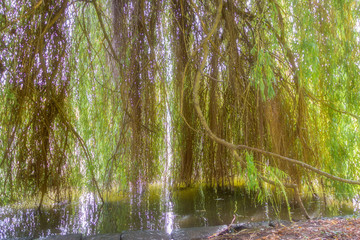 Lange Äste ragen ins Wasser
