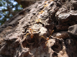 Cambodia, Ant, Colony
