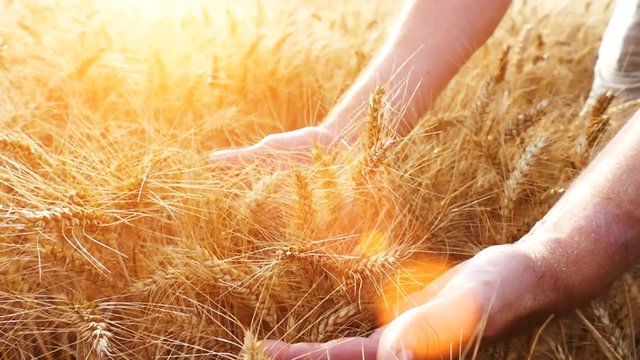 Satisfied unrecognizable man touching golden wheat field grains in the wheat field.Lens flare, slow motion 