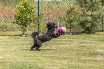 Hund mit ball