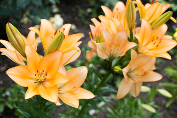 Naklejka premium Yellow lily