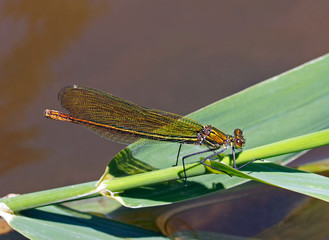 Gebänderte Prachtlibelle weiblich