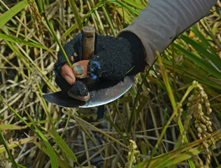Harvesting Heirloom Rice by hand, Philippines
