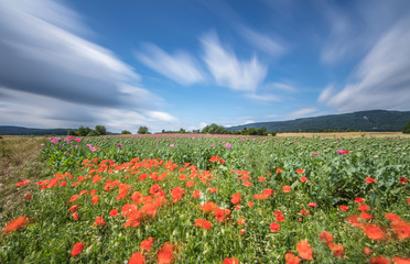 weichzeichnung mohnfeld