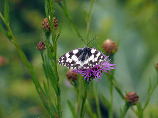Schachbrettfalter